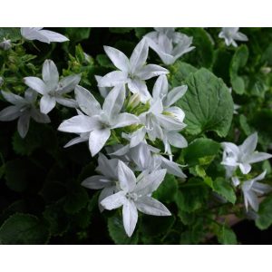 Campanula poscharskyana E.H. Frost - Balkáni harangvirág