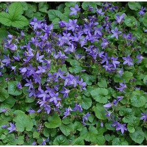 Campanula poscharskyana Trollkind - Balkáni harangvirág