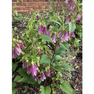 Campanula punctata - Pettyegetett harangvirág