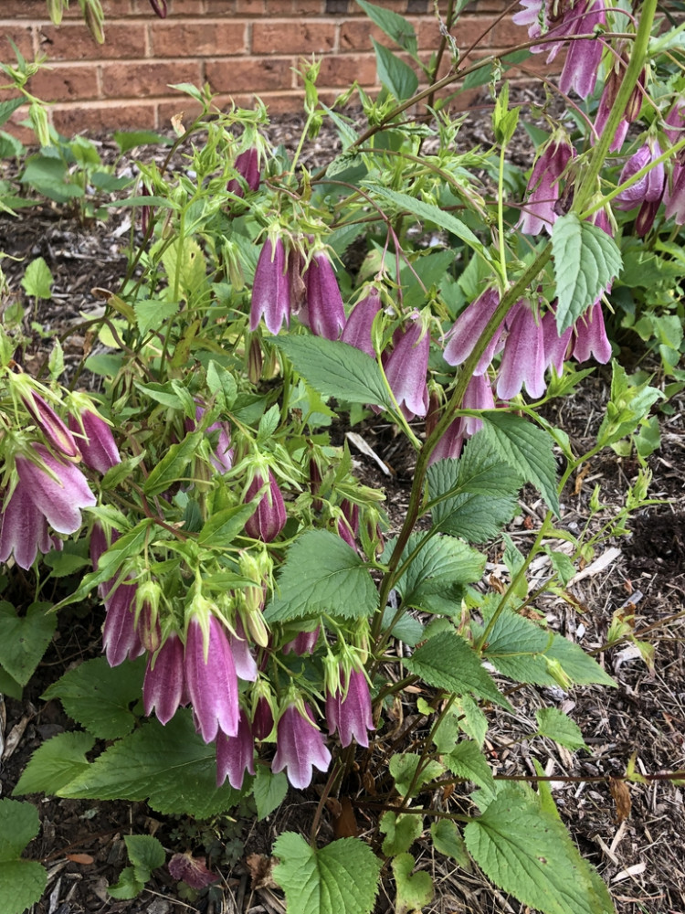 Campanula punctata Pettyegetett harangvirág Királykert