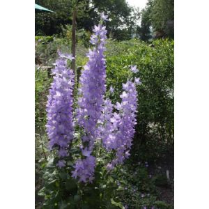 Campanula pyramidalis - Tornyos harangvirág