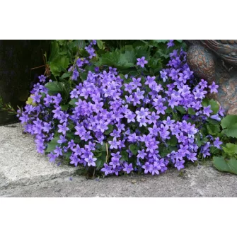 Harangvirág (Campanula)
