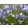 Campanula rotundifolia - Kereklevelű harangvirág