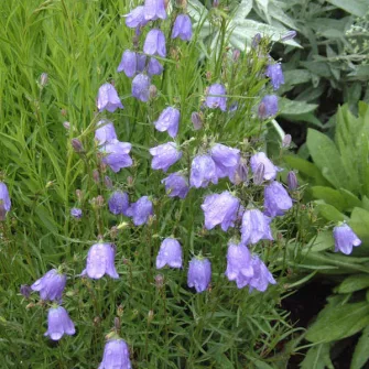 Harangvirág (Campanula)