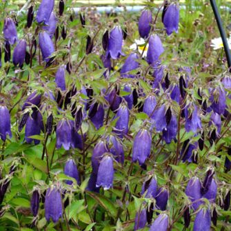 Harangvirág (Campanula)