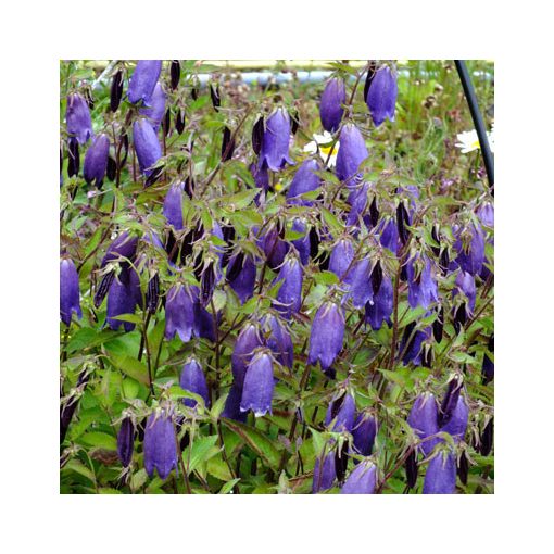 Campanula Sarastro - Harangvirág