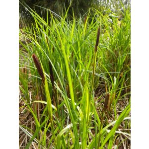 Carex acuta - Éles sás