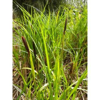 Sás (Carex)