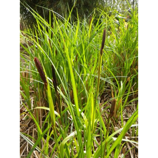 Carex acuta - Éles sás