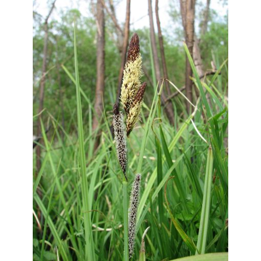 Carex acutiformis - Mocsári sás
