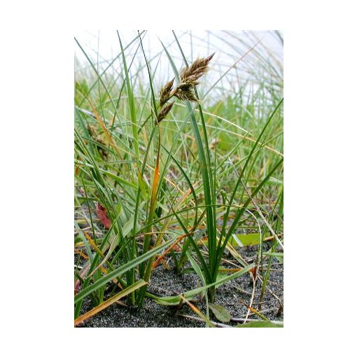 Carex arenaria - Tengerparti sás