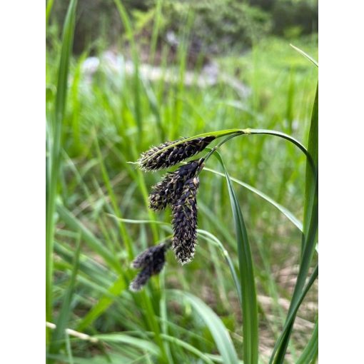 Carex atrata - Fekete alpesi sás