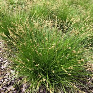 Carex bromoides - Brómszerű sás