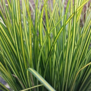 Carex brunnea Lady Sunshine - Sás