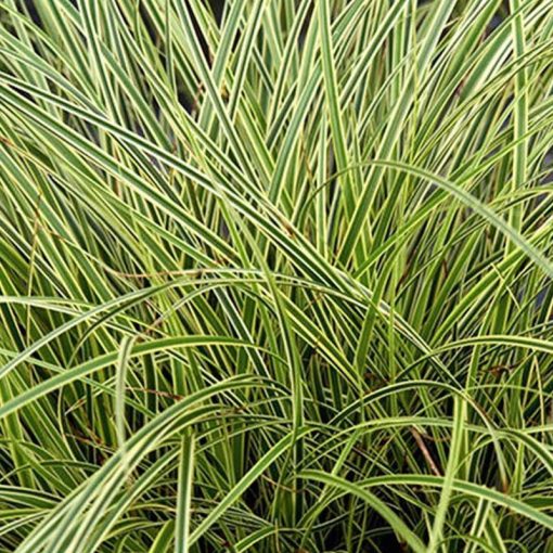 Carex brunnea Variegata - Sás