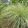 Carex buchananii Green Twist - Bőrlevelű sás