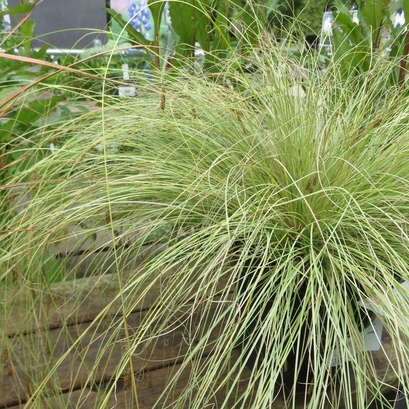 Carex Buchananii Green Twist B Rlevel S S K