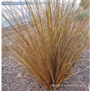 Carex buchananii Red Rooster - Bőrlevelű sás