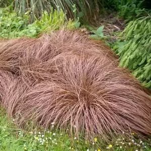 Carex comans Bronze Form - Új-zélandi sás