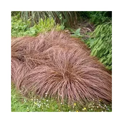 Carex comans Bronze Form - Új-zélandi sás