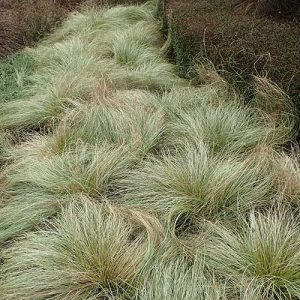 Carex comans Frosted Curls - Új-zélandi sás