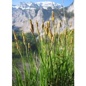 Carex elata - Zsombéksás