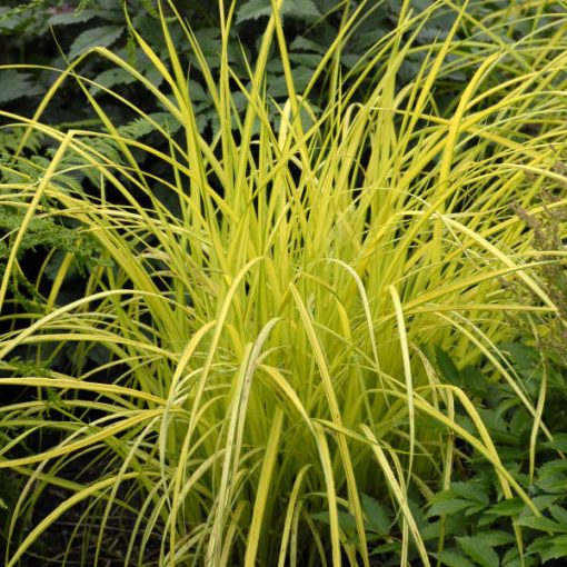 Carex elata Bowles Golden Sedge- Zsombéksás