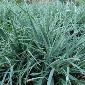 Carex flacca Blue Zinger - Deres sás