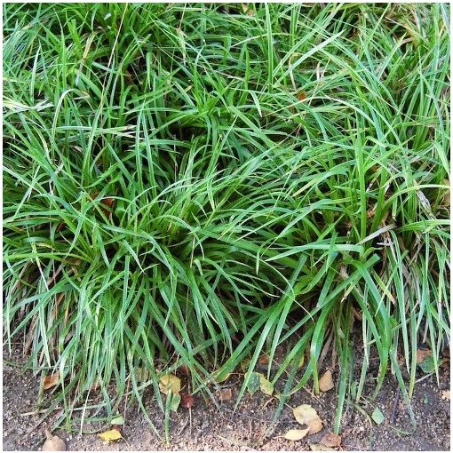 Carex flacca Buis - Deres sás