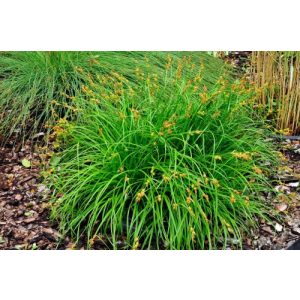 Carex flava - Sárga sás