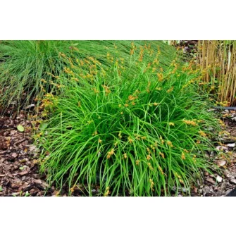 Sás (Carex)