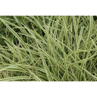 Sás (Carex)