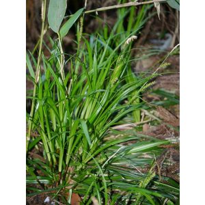 Carex foliosissima - Tarka sás