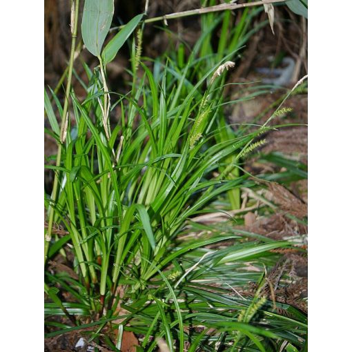 Carex foliosissima - Tarka sás