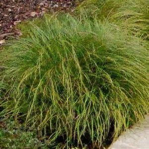 Carex howardii Phoenix Green - Sás