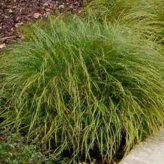Sás (Carex)