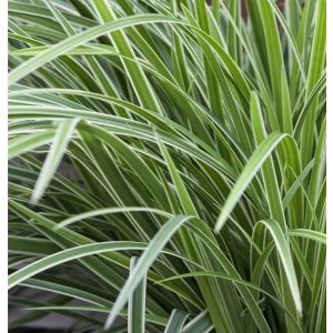 Carex morrowii Variegata - Japán sás