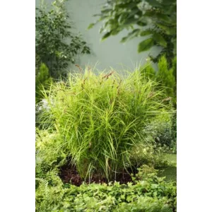Carex muskingumensis Silberstreif - Pálmalevelű sás