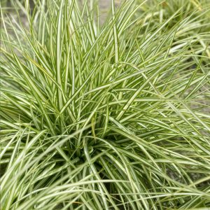 Carex ornithopoda Variegata - Madárlábú sás