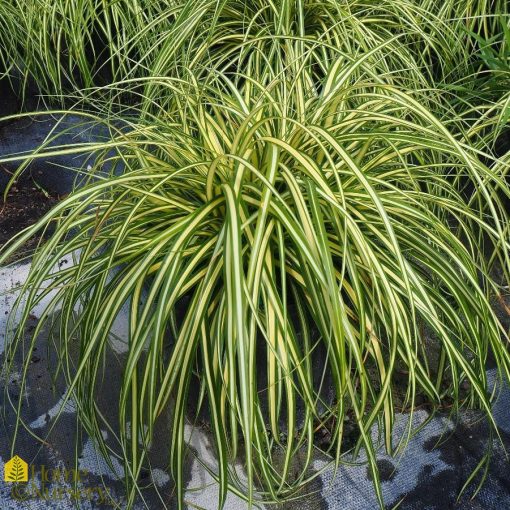 Carex oshimensis Evergold - Ósimai sás