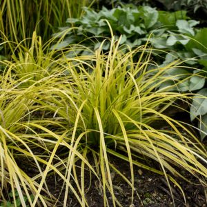 Carex oshimensis Everoro - Ósimai sás