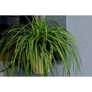 Carex oshimensis Goldwell - Ósimai sás