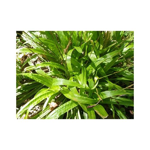 Carex plantaginea - Örökzöld sás