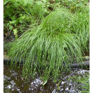 Carex remota - Ritkás sás