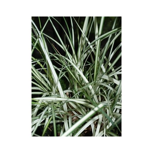 Carex riparia Variegata - Parti sás