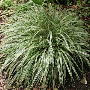 Carex morrowii Silver Sceptre - Japán sás