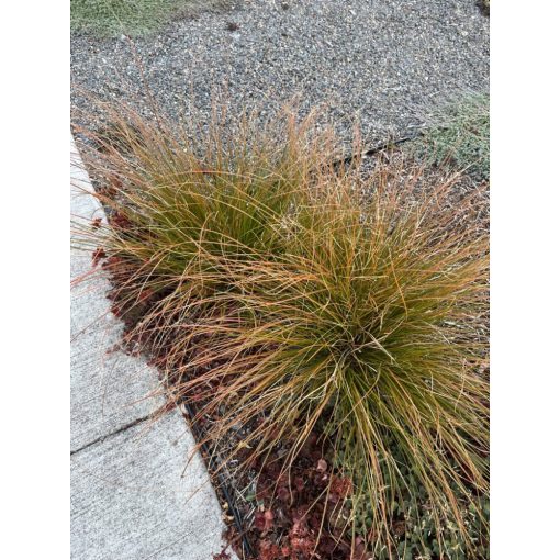 Carex tenuiculmis - Bronzlevelű sás