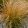 Carex testacea - Narancsos sás