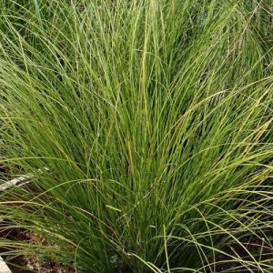 Carex testacea Lime Shine - Narancsos sás