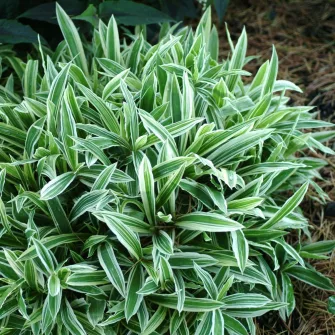 Sás (Carex)